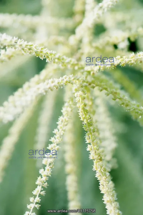 : Himalayan Knotweed, Persicaria wallichii, Close : Himalayan Knotweed, Persicaria wallichii, Close