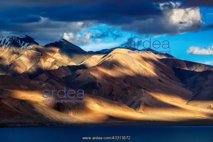 : Himalayan lake Tso Moriri on sunset, Korzok, Ladakh : Himalayan lake Tso Moriri on sunset, Korzok, Ladakh