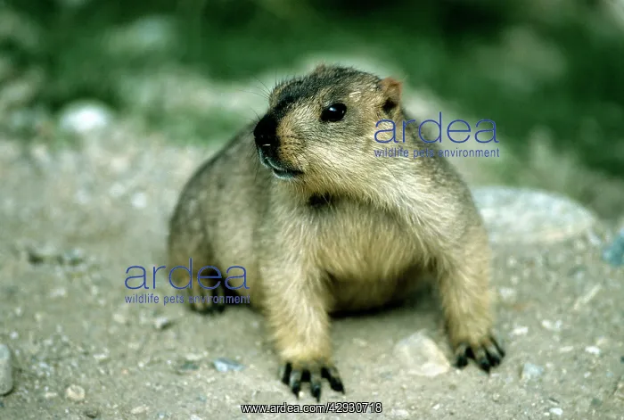 : Himalayan Marmot - Ladakh India : Himalayan Marmot - Ladakh India