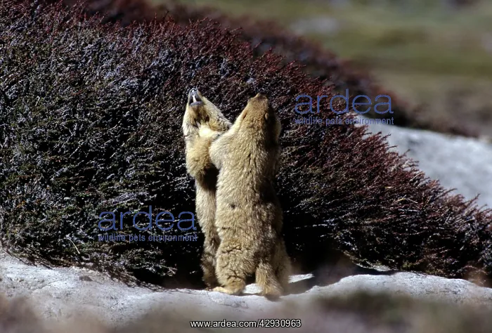 : Himalayan Marmot - sparring : Himalayan Marmot - sparring
