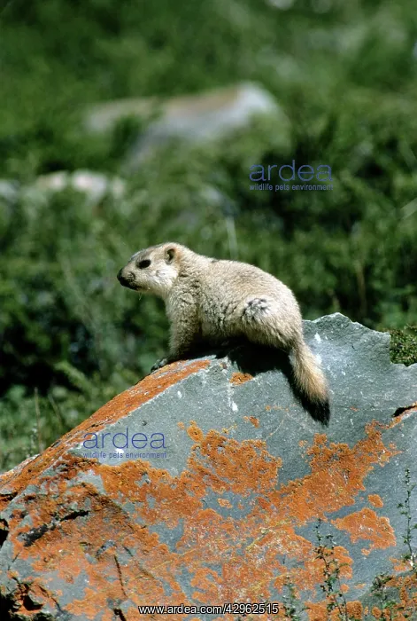 : Himalayan Marmot - young : Himalayan Marmot - young