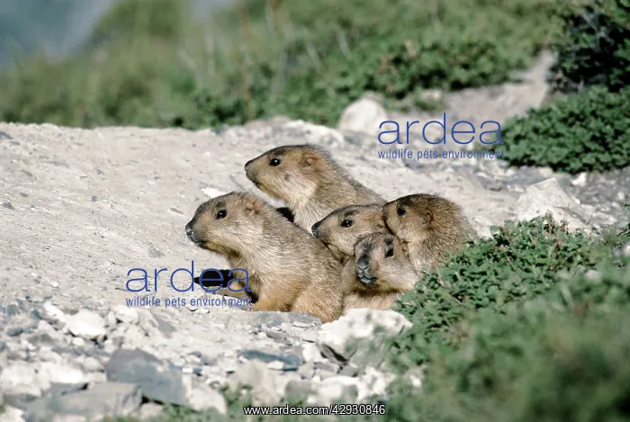 : Himalayan Marmot - young at burrow entrance : Himalayan Marmot - young at burrow entrance