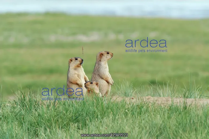 : Himalayan Marmots - at the burrow entrance : Himalayan Marmots - at the burrow entrance