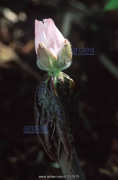 : HIMALAYAN MAY APPLE-BUD - opening : HIMALAYAN MAY APPLE-BUD - opening