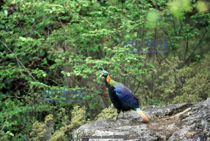 : Himalayan Monal Pheasant - male : Himalayan Monal Pheasant - male