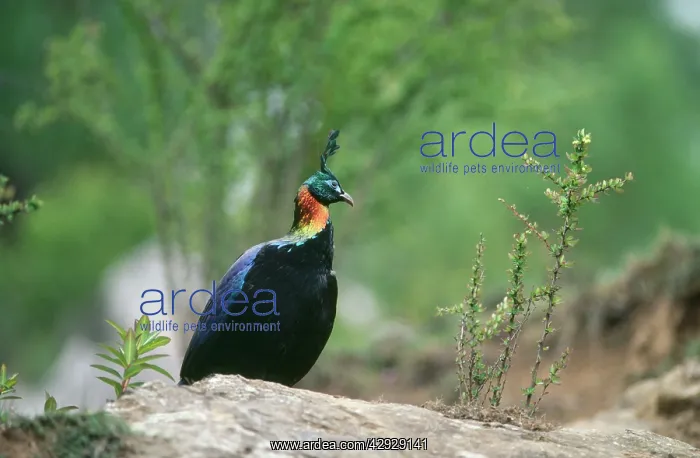 : Himalayan Monal Pheasant - Male : Himalayan Monal Pheasant - Male
