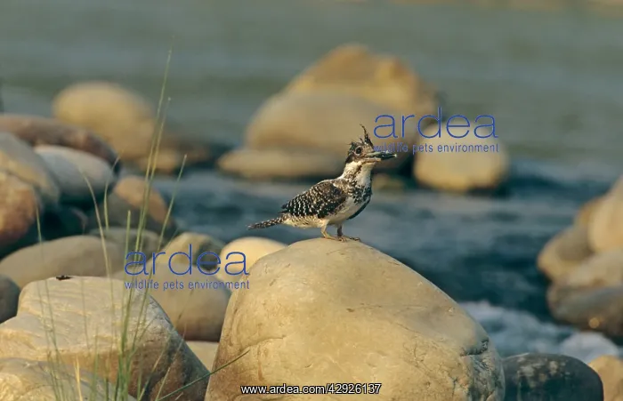 : Himalayan Pied Kingfisher : Himalayan Pied Kingfisher