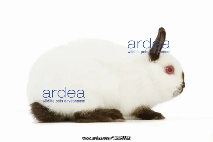  : Himalayan  /  Russian Rabbit