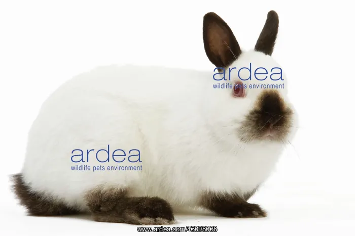  : Himalayan  /  Russian Rabbit