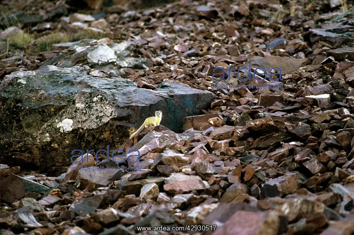 : Himalayan / Siberian Weasel - hunts hare : Himalayan / Siberian Weasel - hunts hare