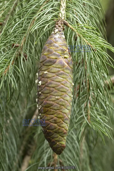 : Himalayan spruce (Picea smithiana) : Himalayan spruce (Picea smithiana)