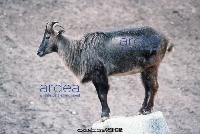 : HIMALAYAN TAHR : HIMALAYAN TAHR