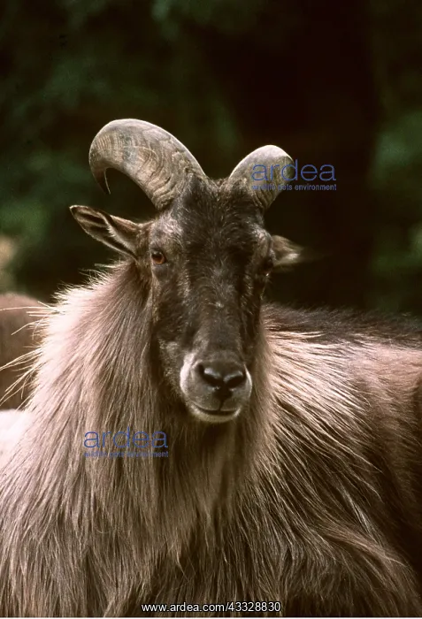: HIMALAYAN TAHR - close-up : HIMALAYAN TAHR - close-up
