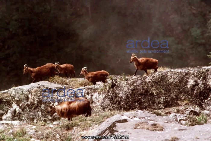 : HIMALAYAN TAHR - group : HIMALAYAN TAHR - group