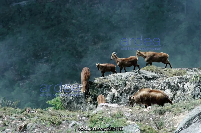 : Himalayan Tahr - group on mountain slopeS : Himalayan Tahr - group on mountain slopeS