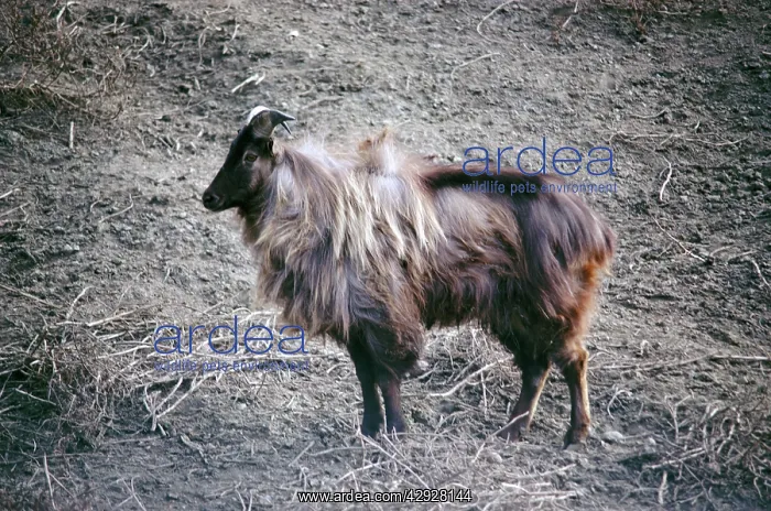 : Himalayan TAHR - Male : Himalayan TAHR - Male