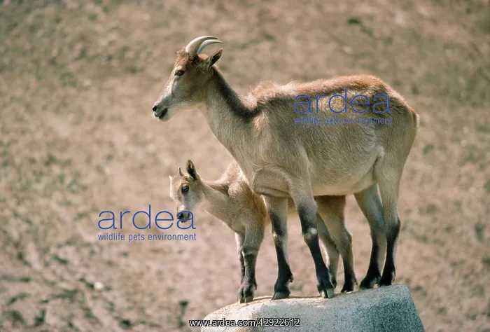 : Himalayan Tahr - with young : Himalayan Tahr - with young