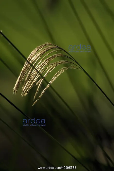 : Himalayanfairygrass : Himalayanfairygrass