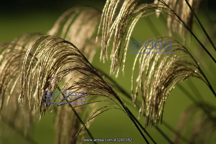 : Himalayanfairygrass : Himalayanfairygrass