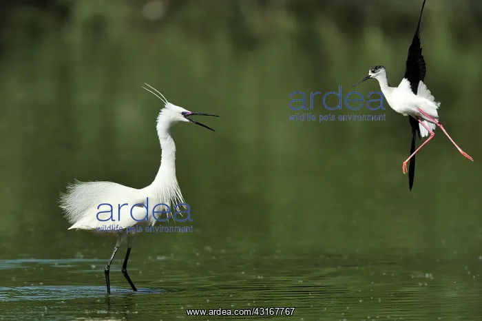 : Himantopus himantopus Egretta garzetta Himantopu : Himantopus himantopus Egretta garzetta Himantopu