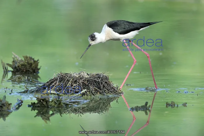  : Himantopus himantopus Himantopus