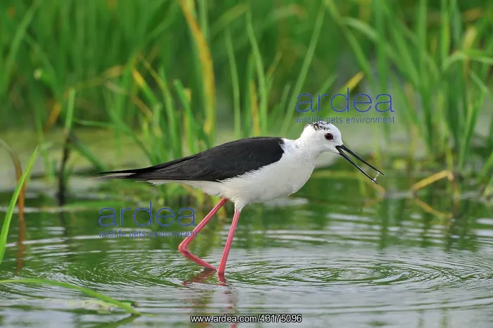: Himantopus himantopus Himantopus : Himantopus himantopus Himantopus