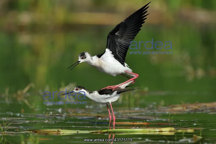 : Himantopus himantopus Himantopus : Himantopus himantopus Himantopus