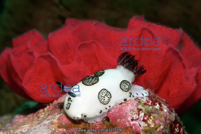 : Hind gill snail, nudibranch (Jorunna funebris) in : Hind gill snail, nudibranch (Jorunna funebris) in