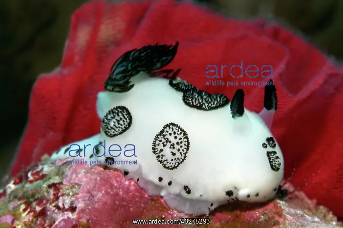 : Hind gill snail, nudibranch (Jorunna funebris) in : Hind gill snail, nudibranch (Jorunna funebris) in