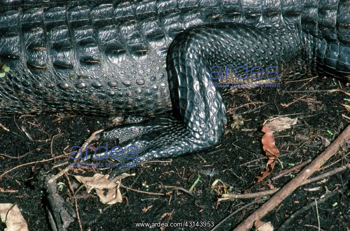 : Hind leg of an alligator : Hind leg of an alligator