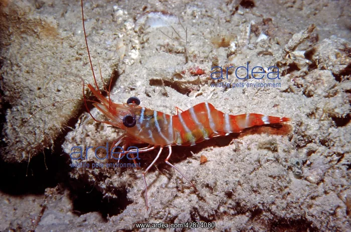 : Hinge-beaked Prawn - Found in coral rubble at night : Hinge-beaked Prawn - Found in coral rubble at night