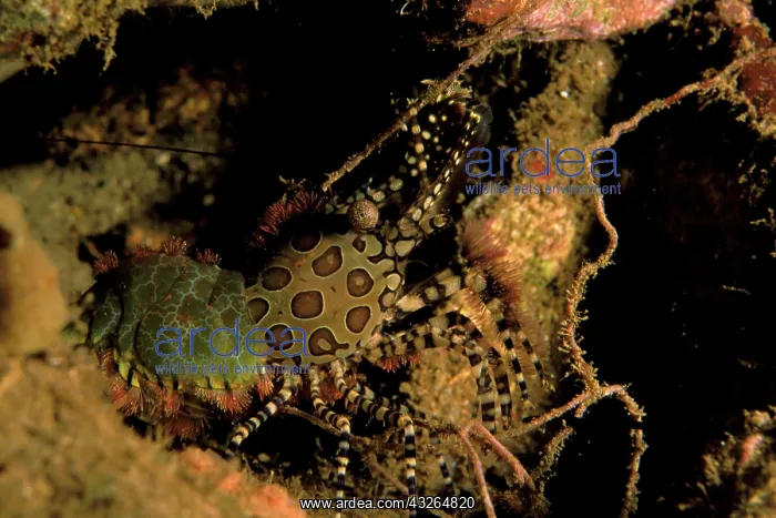 : Hingeback shrimp : Hingeback shrimp