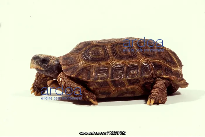 : HINGEBACK TORTOISE - IN STUDIO : HINGEBACK TORTOISE - IN STUDIO