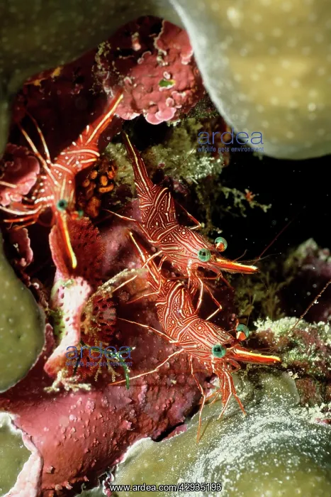  : Hingebeak shrimp