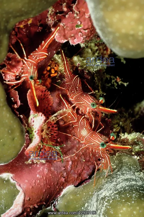 : Hingebeak shrimp : Hingebeak shrimp