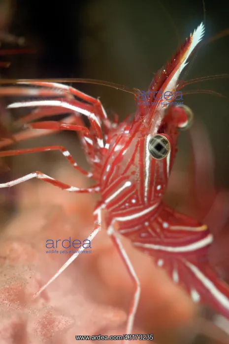: Hingebeak Shrimp : Hingebeak Shrimp