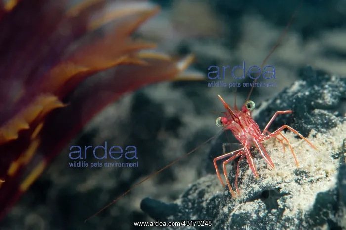 : Hingebeak Shrimp : Hingebeak Shrimp