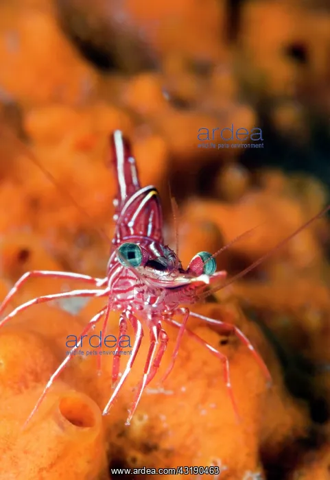 : Hingebeak Shrimp : Hingebeak Shrimp