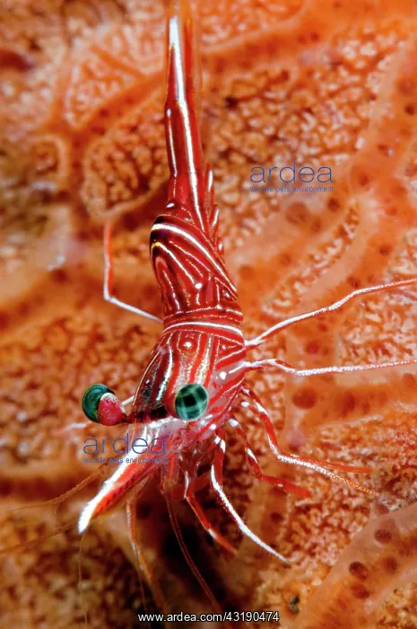 : Hingebeak Shrimp : Hingebeak Shrimp