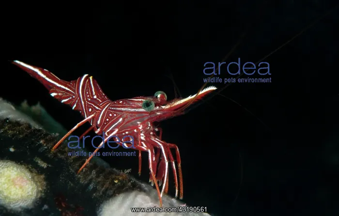 : Hingebeak Shrimp : Hingebeak Shrimp