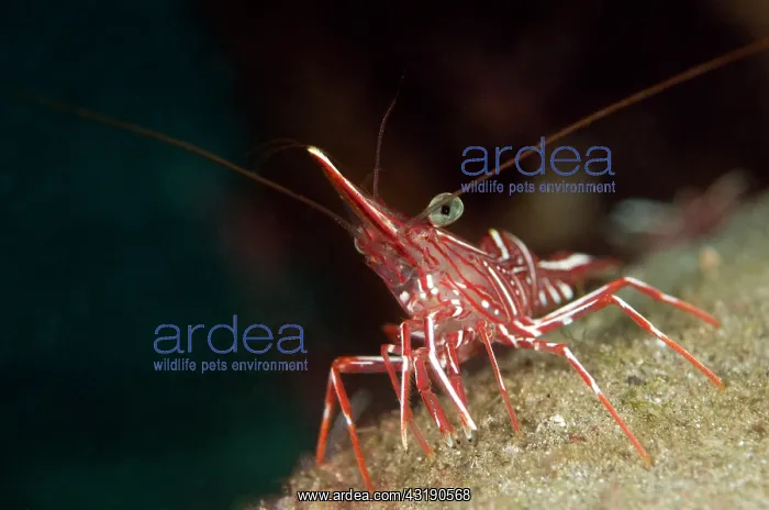 : Hingebeak Shrimp : Hingebeak Shrimp