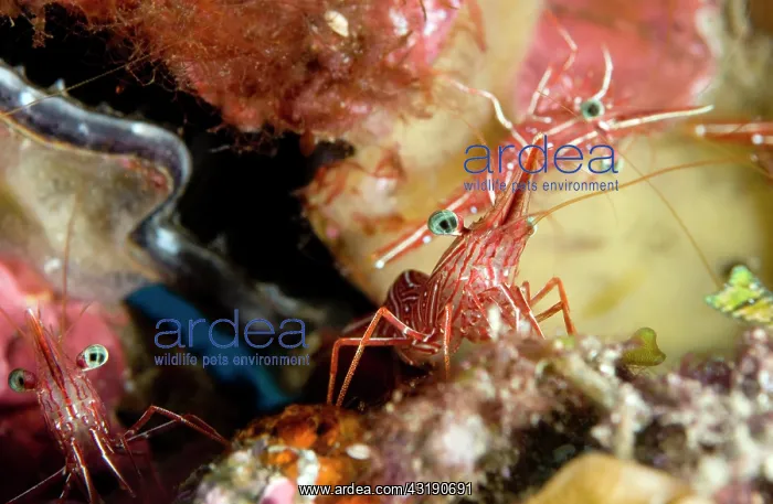 : Hingebeak Shrimp : Hingebeak Shrimp
