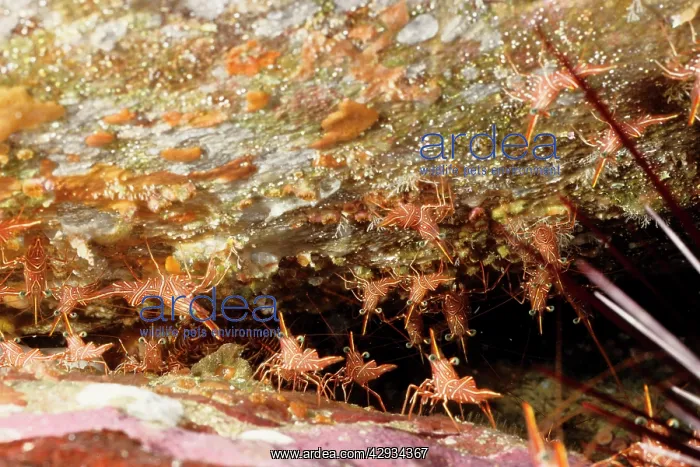 : Hingebeak shrimps by the crevice in which they : Hingebeak shrimps by the crevice in which they