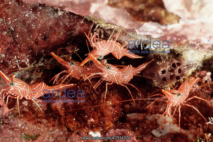 : Hingebeak shrimps by the crevice in which they : Hingebeak shrimps by the crevice in which they