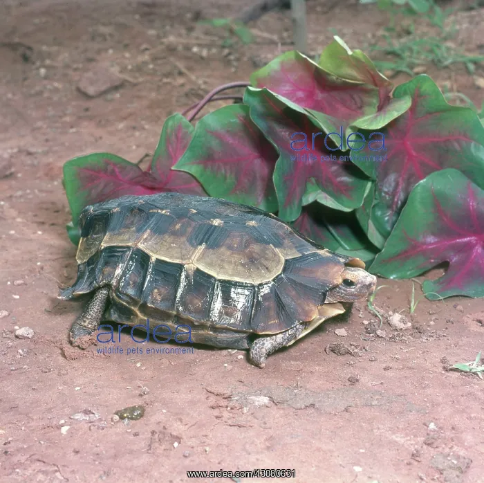 : Hinged Tortoise : Hinged Tortoise