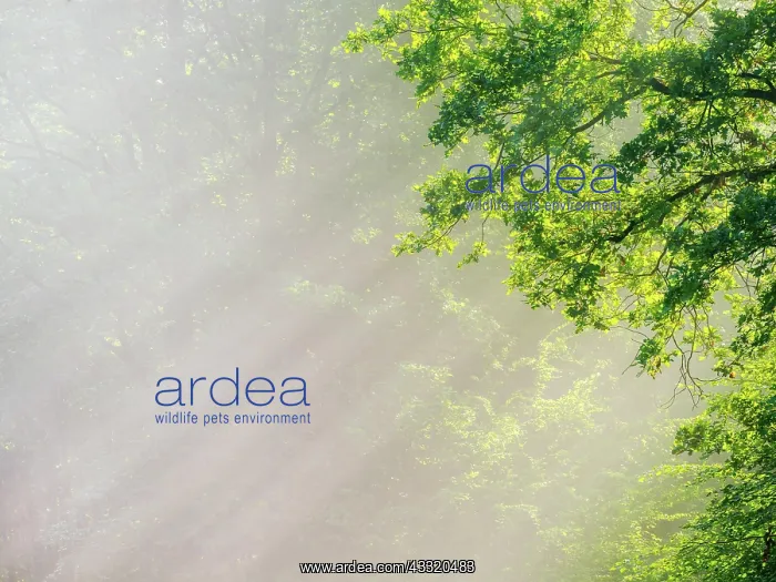 : Hintergrundbild, Sonne strahlt durch Morgennebel : Hintergrundbild, Sonne strahlt durch Morgennebel