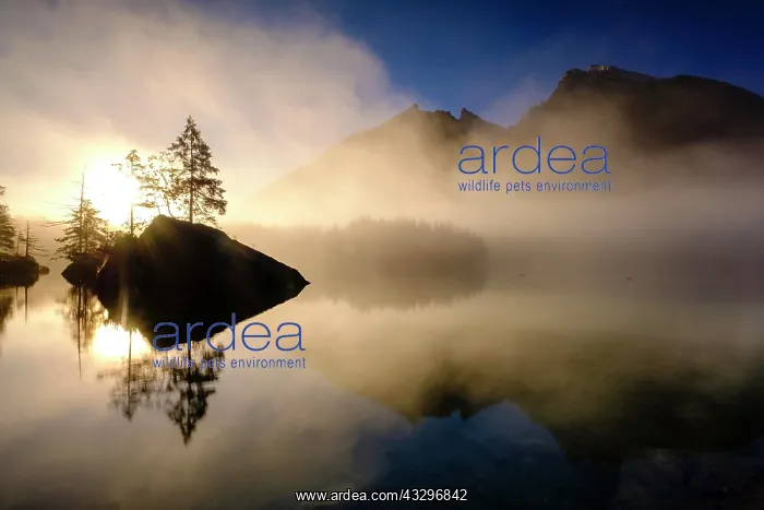 : Hintersee with early fog at sunrise, Hochkalter : Hintersee with early fog at sunrise, Hochkalter