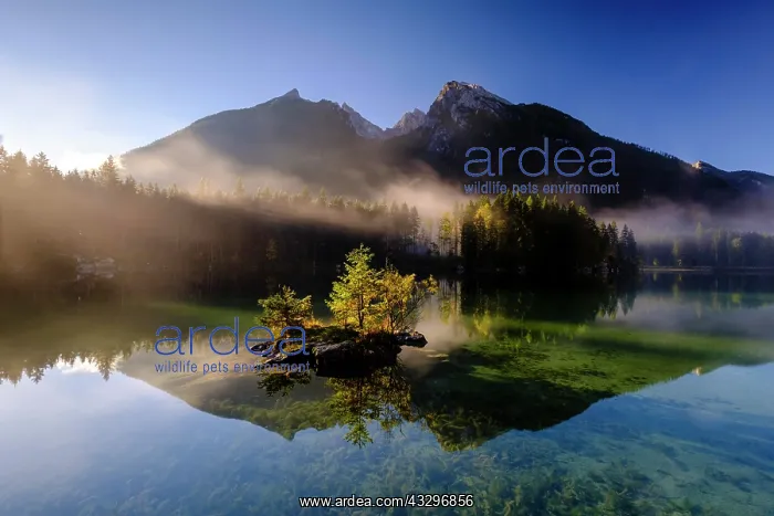 : Hintersee lake with morning mist, rear high cold : Hintersee lake with morning mist, rear high cold