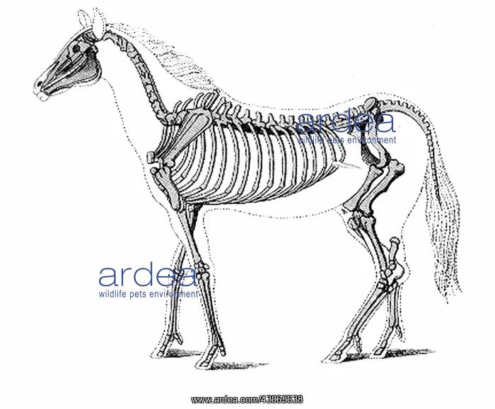 : Hipparion, Cenozoic Mammal : Hipparion, Cenozoic Mammal