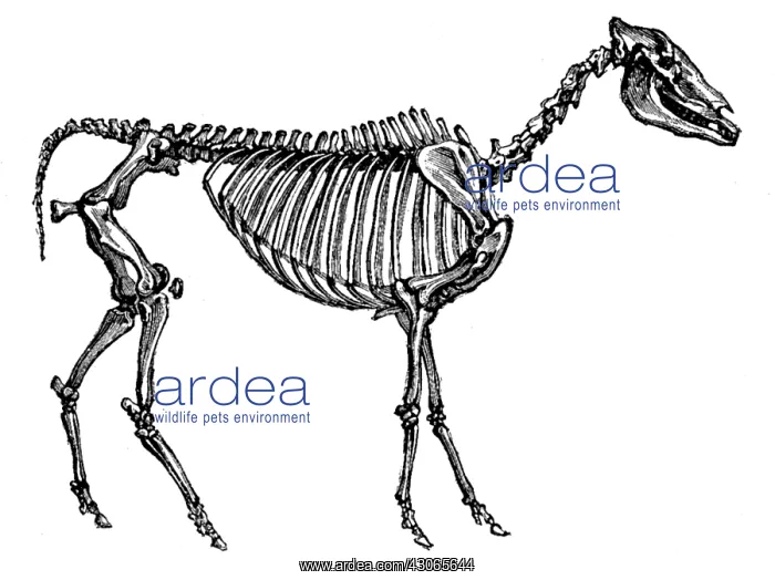 : Hipparion, Cenozoic Mammal : Hipparion, Cenozoic Mammal